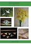 Origami Instruction DVD by Lisa Shea