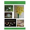 Origami Instruction DVD by Lisa Shea