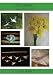 Origami Instruction DVD by Lisa Shea