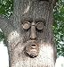 Shademaster Tree Face