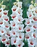Fiorentina Large Flowering Gladiolus - 10 Bulbs