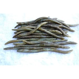 Haynes Signature Series 7 Stix Worms (25 count) by