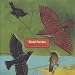 Blackbirds & Thrushes