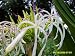 Live Plant Grand Crinum Asiaticum Spider Lily