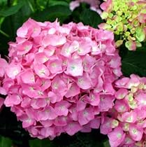 Let's Dance Moonlight PPAF Hydrangea Bush