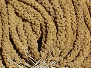 Birds love golden american spray millet for birds 25 lb…