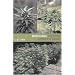 Marijuana Outdoor Grower's Guide