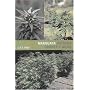 Marijuana Outdoor Grower's Guide