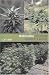 Marijuana Outdoor Grower's Guide