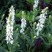 SALVIA ADRIAN-Ideal Fathers Day Gift, Plant Gifts For Dad,Father,Grandad,Him