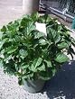 Pink Elf Dwarf Hydrangea Plant Five Gallon