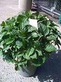 Pink Elf Dwarf Hydrangea Plant Five Gallon
