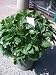 Pink Elf Dwarf Hydrangea Plant Five Gallon