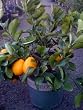 Meyer Lemon Tree by Monrovia Growers--5 Gallon Bush Form