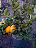 Meyer Lemon Tree by Monrovia Growers--5 Gallon Bush Form