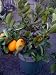 Meyer Lemon Tree by Monrovia Growers--5 Gallon Bush Form