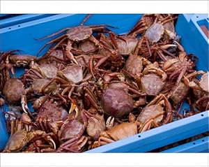 Crabs on the dockside Photographic Print
