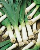 Large American Flag Leek Seeds - Allium Ampeloprasum Var. Porrum - 1 Grams - Approx 300 Gardening Seeds - Vegetable Garden Seed