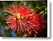 Callistemon Canvas Print / Canvas Art - Artist Steven Sparks
