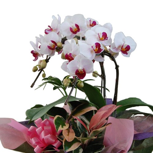 ?【产地直送】胡蝶兰 2本立?パケット?アレン