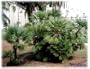 Flamingo Plants & Seeds CHAMAEROPS HUMILIS European Fan Palm 1000 seeds