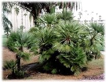 Flamingo Plants & Seeds CHAMAEROPS HUMILIS European Fan Palm 1000 seeds