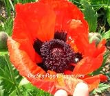 51el4wsP8eL. SL160  Oriental Poppy Seeds