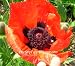 200 Oriental Poppy Flower Seeds. Brilliant Poppies.