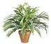 25 Inch Small Phoenix Palm Spider Plant Mixed Bush - Green - Qty of 4