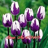 ビッグプロモーション！100本/袋盆栽チューリップの種子20品種レインボーブラックパープルイエローブルーチューリップフラワーシーズガーデン鉢植えプラ