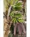 Photographic Prints of DAD-1987 Dwarf Banana from Ardea Wildlife Pets