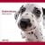 2009 Dalmatian ARTLIST Square Wall Calendar