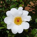 八重山ノイバラ5号ポット[別名カカヤンバラ・沖縄の八重山諸島の野生バラ]