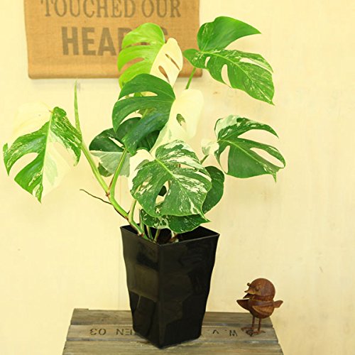 希少植物・観葉植物:斑入りモンステラ デリシオーサ*角鉢7号 ブラック 希少植物・観葉植物:斑入りモンステラ デリシオーサ*角鉢7号 ブラック