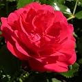 ROSE MY DAD-Ideal Fathers Day Gift, Plant Gifts For Dad,Father,Grandad