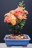 Ixora Petite Orange Bonsai