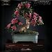 The Living Art of Bonsai 2007 Deluxe Calendar