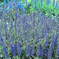 Blue Carpet Veronica Perennial 4 Plants - Speedwell