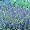 Blue Carpet Veronica Perennial 4 Plants - Speedwell