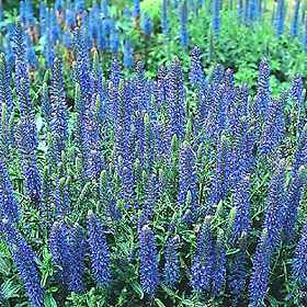 Blue Carpet Veronica Perennial 4 Plants - Speedwell