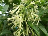 Live Plant Night Blooming Jasmine Intensely Fragrant Heirloom Favorite