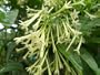 Live Plant Night Blooming Jasmine Intensely Fragrant Heirloom Favorite