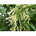 Live Plant Night Blooming Jasmine Intensely Fragrant Heirloom Favorite
