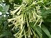 Live Plant Night Blooming Jasmine Intensely Fragrant Heirloom Favorite