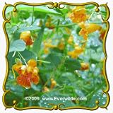 Spotted Touch-me-not (Impatiens capensis) Jumbo Wildflower Seed Packet - 25 Seeds