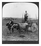 Historic Print (S): Primitive Greece - old solid wheel carts still used on the Plain of Thessaly