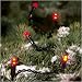 Outdoor Living : 180x MICRO LED RED fairy lights, 12.5m, Christmas Festive