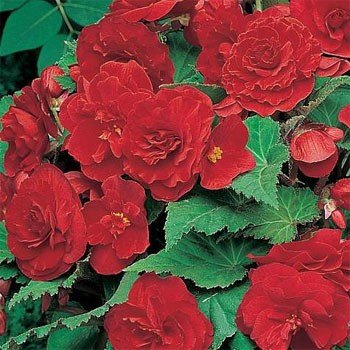 Outsidepride Red Begonia Seeds - 500 seeds
