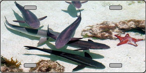 America sports Sharks - Underwater Full Color Photography License Plate