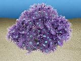 Nature`s Image Goniopora: PURPLE: 7in x 6.5 inch x 3.5 inch (Anthelia) Coral Reproduction